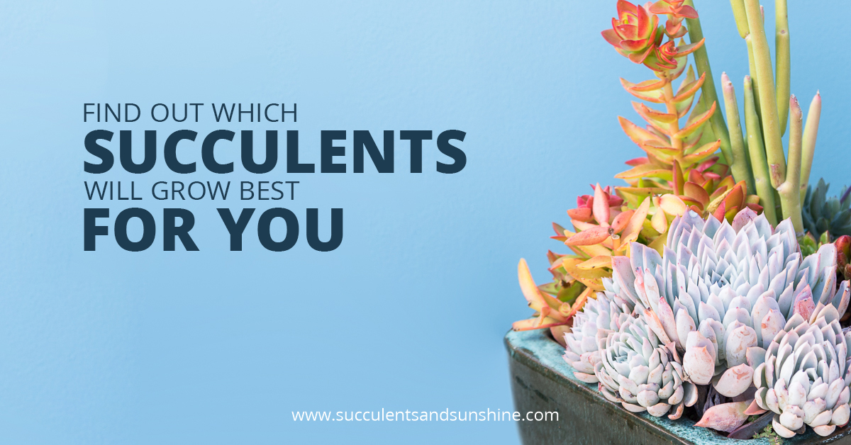 All succulents are not created equal -- find out which will grow best where you live!