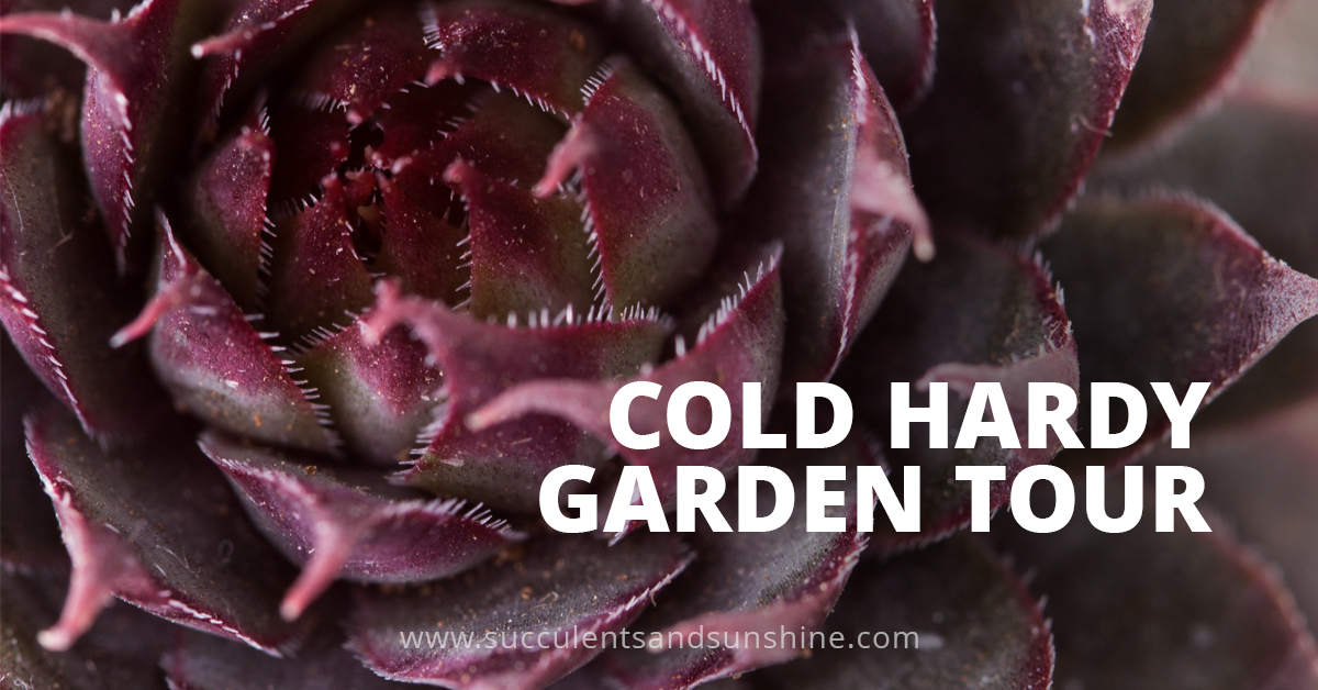 Cold hardy garden tour