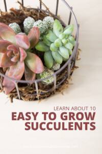 10 easy to grow succulents