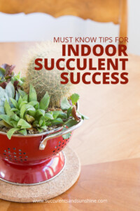 Must-Know Items for Indoor Succulent Success