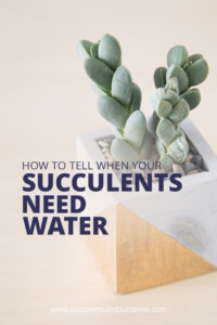 Signs Your Succulents Need Water