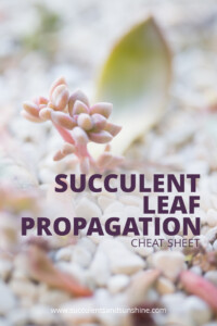 SLC succulent leaf propagation cheat sheet
