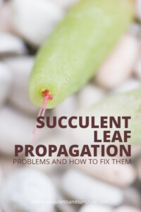 succulent leaf propagation problems and how to fix them