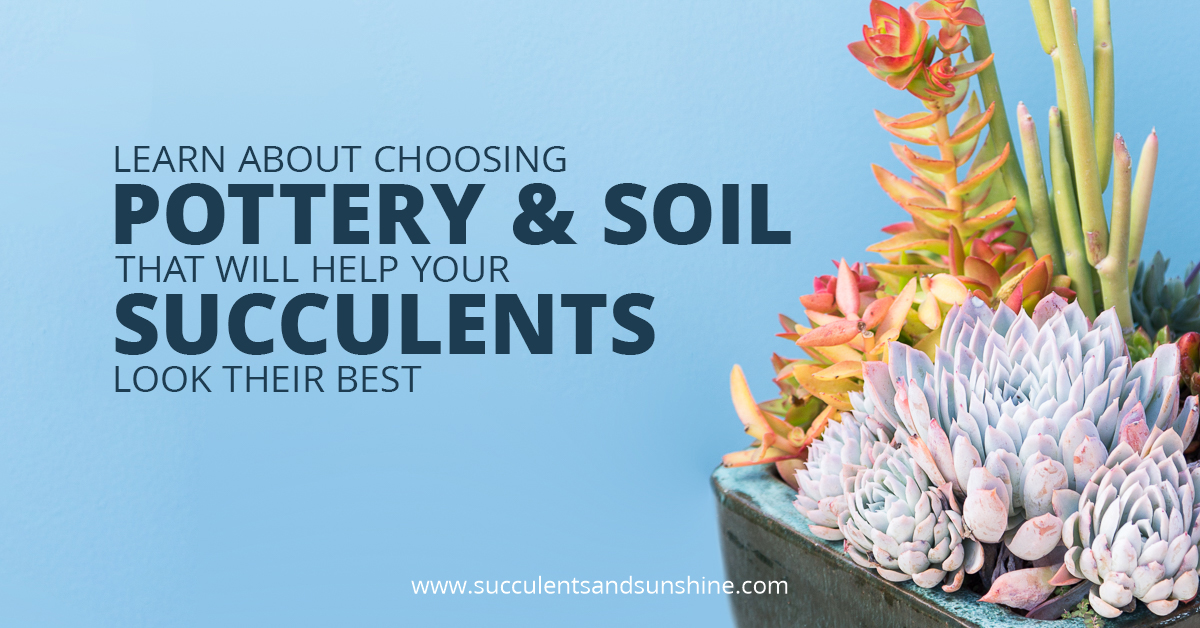 Soil plays a major role in how succulents grow -- find out what the best options are!