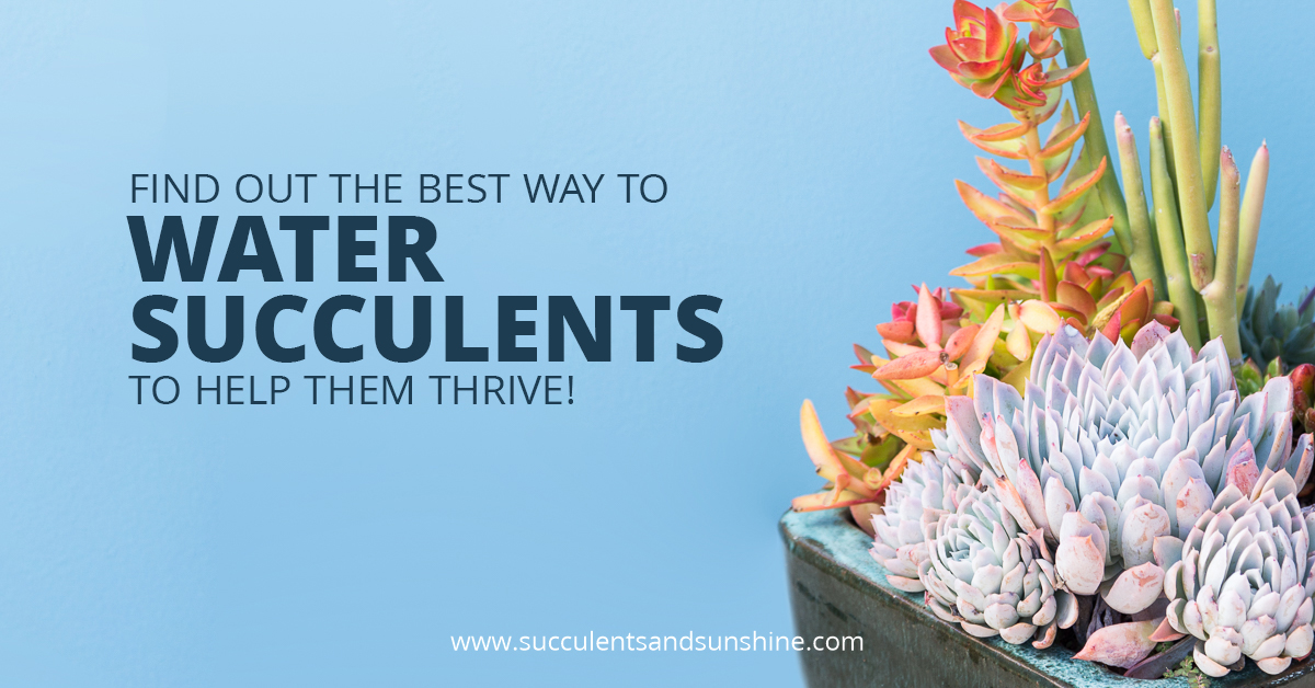 Watering succulents the right way is crucial to their health -- this watering method will show you how to help your succulents thrive