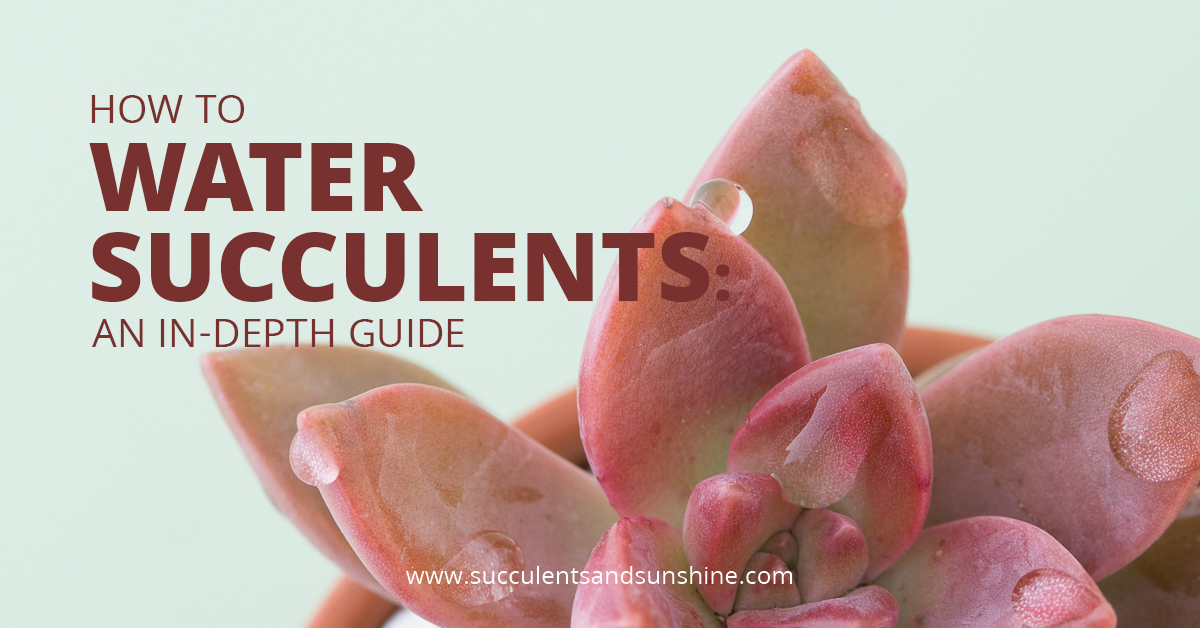 How to water succulents an in depth guide by Cassidy Tuttle social image