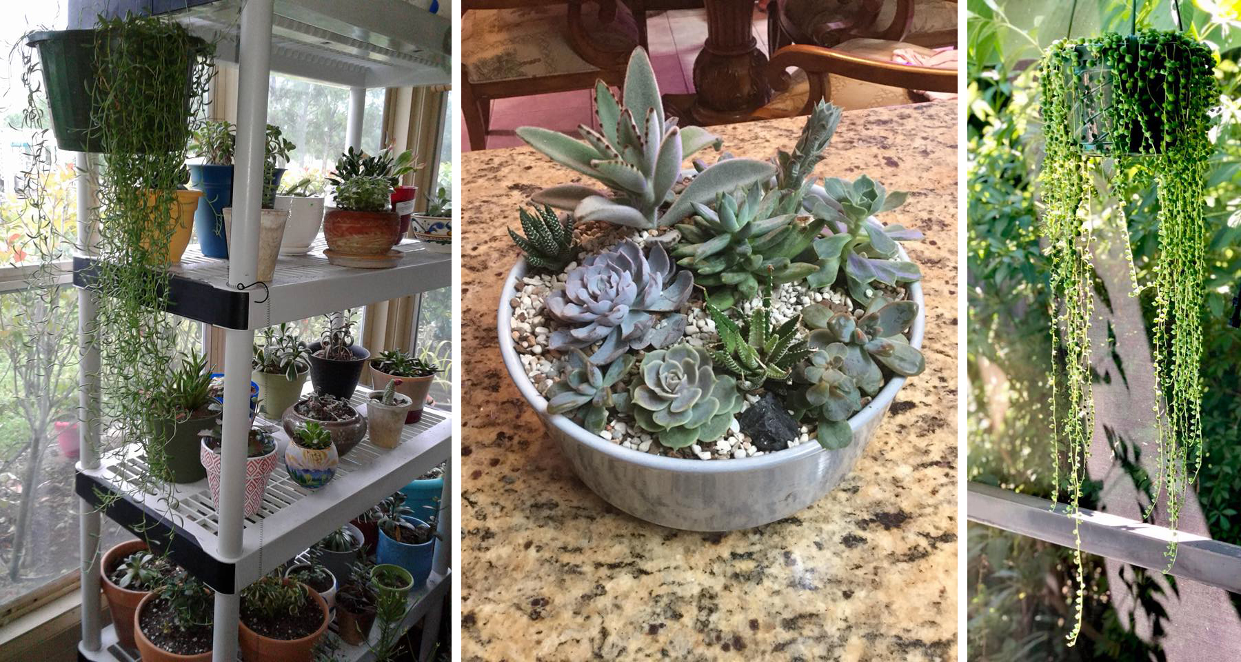 Successfully Growing Succulents Student Examples