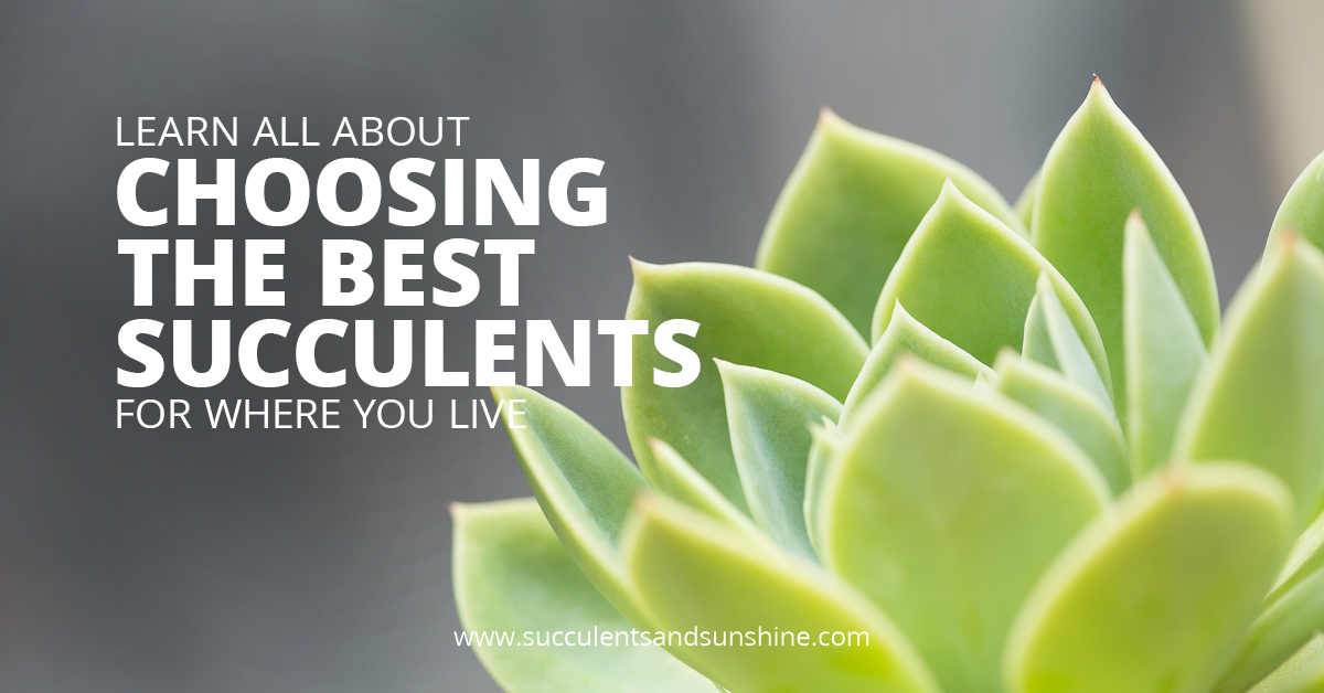 learn all about choosing the best succulents for where you live