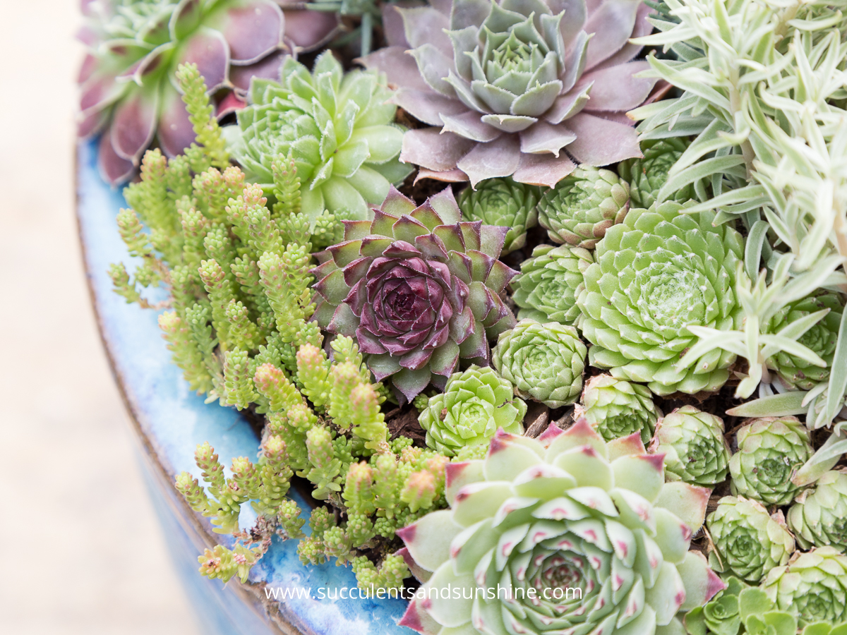 Succulent Lovers Club | Succulents and Sunshine