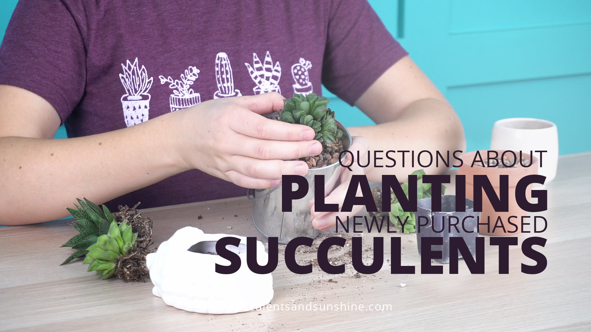 Common Questions About Planting Newly Purchased Succulents