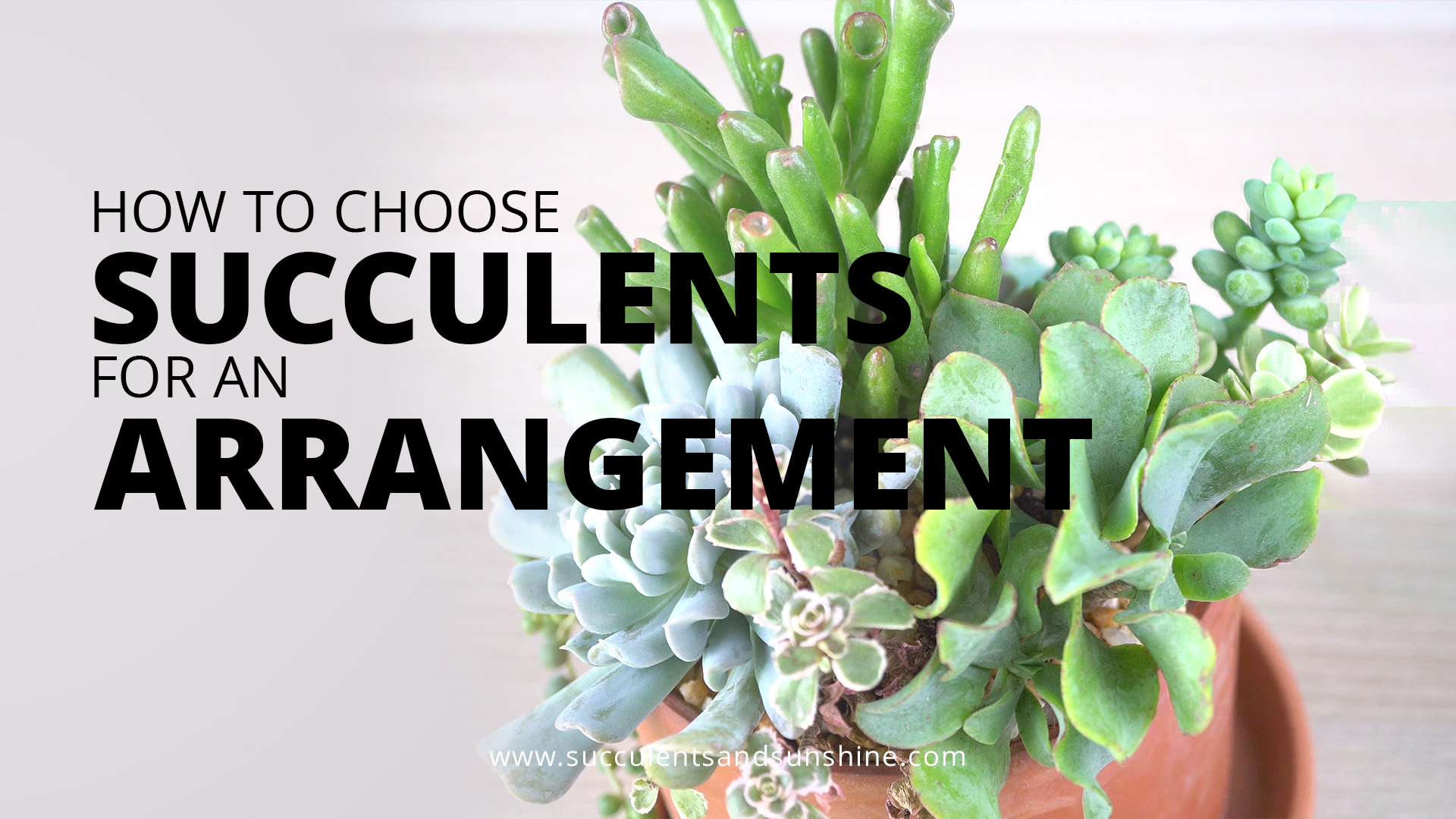 How to Choose Succuents for an Arrangement SLC video thumbnail