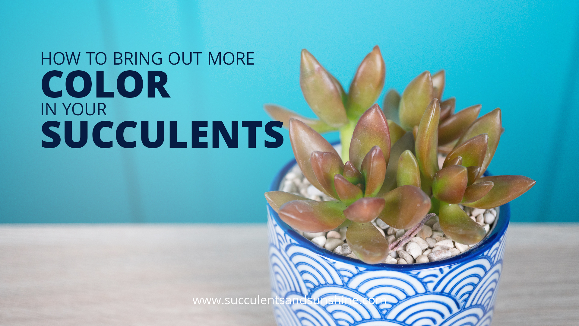 How to bring out more color in your succulents